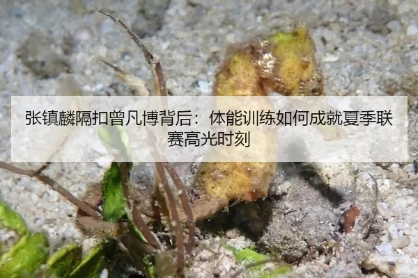 张镇麟隔扣曾凡博背后：体能训练如何成就夏季联赛高光时刻